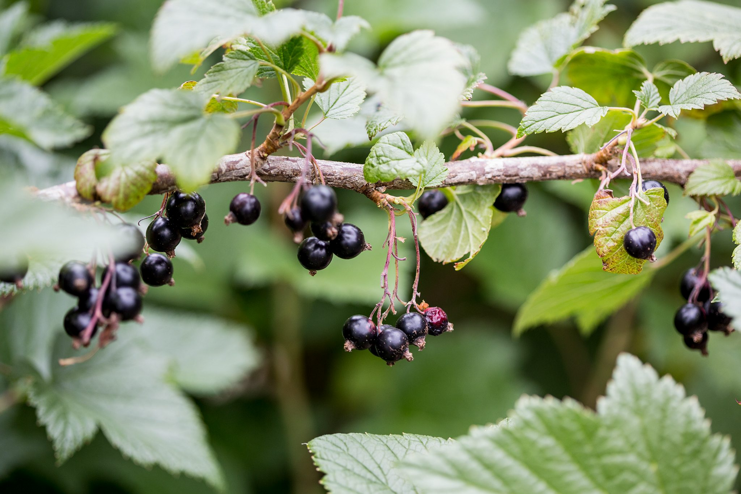 Black Currant Cuttings - 12 Live 10" Stems, Ribes nigrum, Fruit Bush Propagation