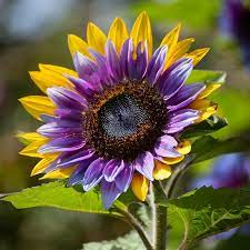 50 Rare Purple Heart Sunflower Seeds – Unique Vibrant Blooms – Heirloom, Non-GMO – Stunning Garden Flowers – Easy to Grow