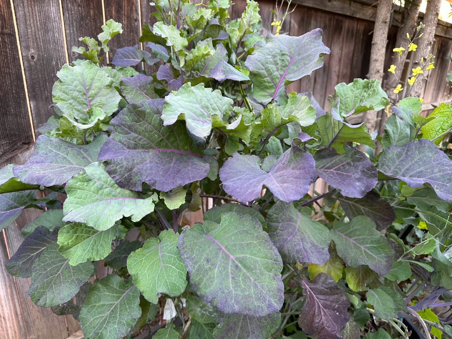 Purple Tree Kale Cuttings - 2 Live Cuttings, Brassica oleracea, Perennial Vegetable