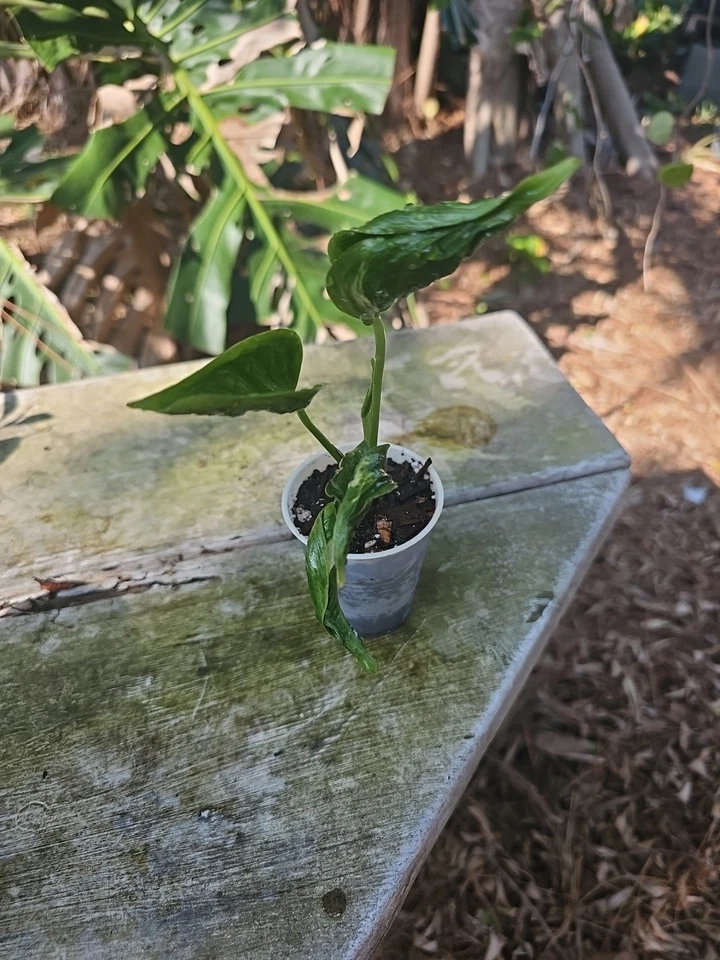 Shangri-La Pothos Cuttings - 2 Rooted Nodes, Rare Houseplant, Easy-Care Indoor Vine, Low Light Tolerant, Fast Growing Epipremnum