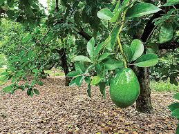 Choquette Avocado Grafting Cuttings, Persea americana, Florida Variety, Large Fruit, USDA Zones 9-11, 3 Live Scions