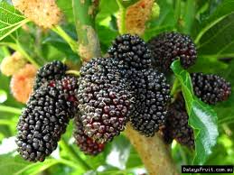 3 Dwarf Everbearing Mulberry Trees - Morus nigra | Starter Plants | Compact Fruit Tree for Containers & Edible Landscaping