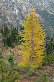 Larix Seeds - 20 Count - Mixed Varieties - Alaska Wild Harvested - Deciduous Conifer