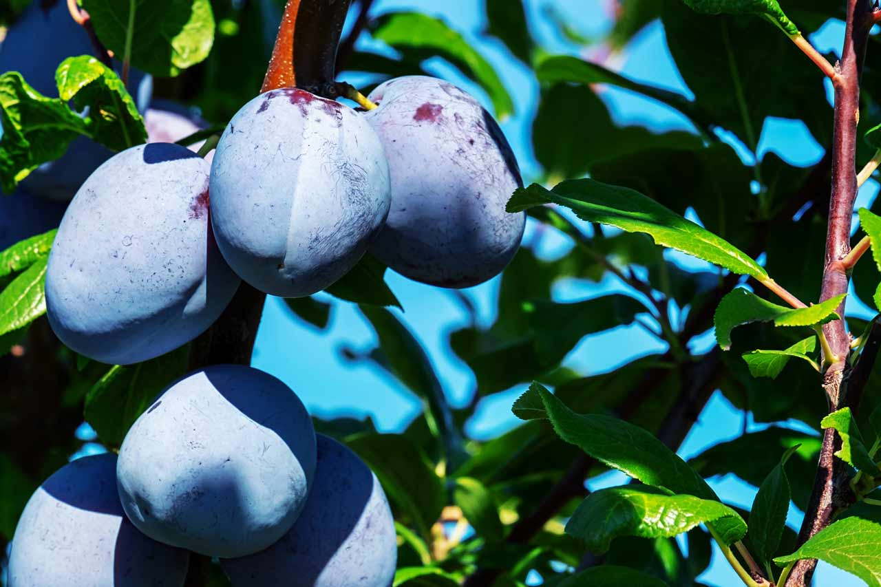 European Purple Plum Live Plant - Rooted Cutting 6-8" - Sweet Edible Fruit - Self-Pollinating - Zones 5-8 - Hardy Old World Variety