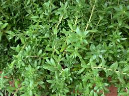 Sedum Sarmentosum Cuttings, Creeping Perennial, 70 Live Cuttings, Fast-Growing Ground Cover