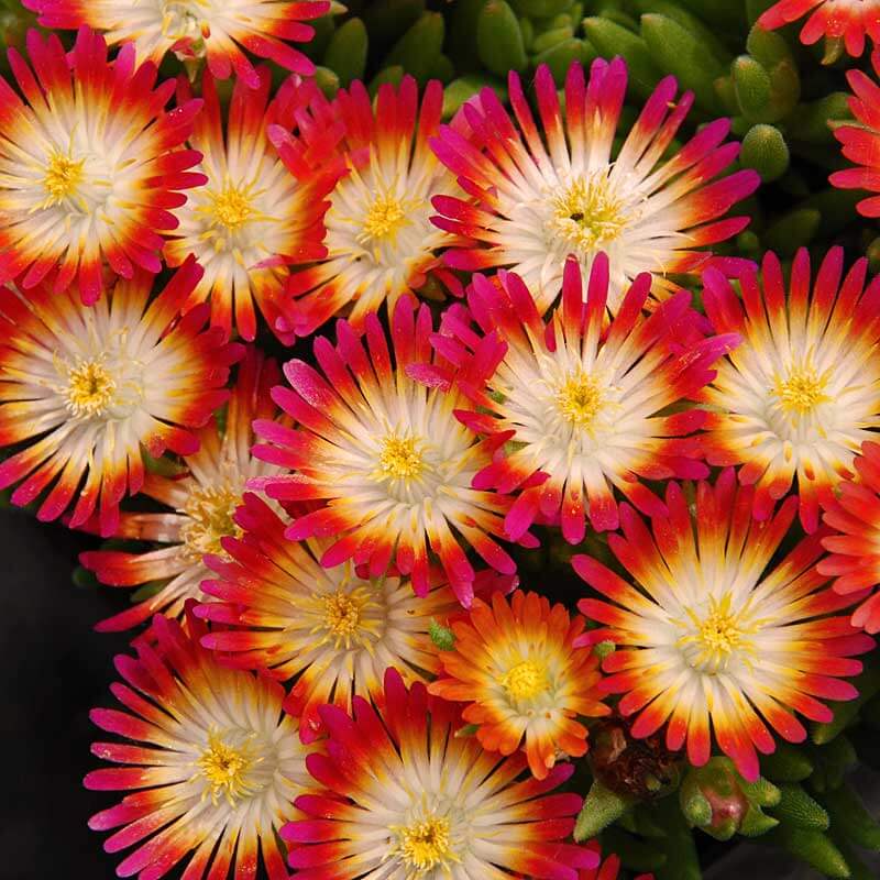 Delosperma 'Jewel of Desert Ruby' Cuttings, 12 Succulent Stems, Red Flowers, Drought Tolerant, USDA Zones 6-9