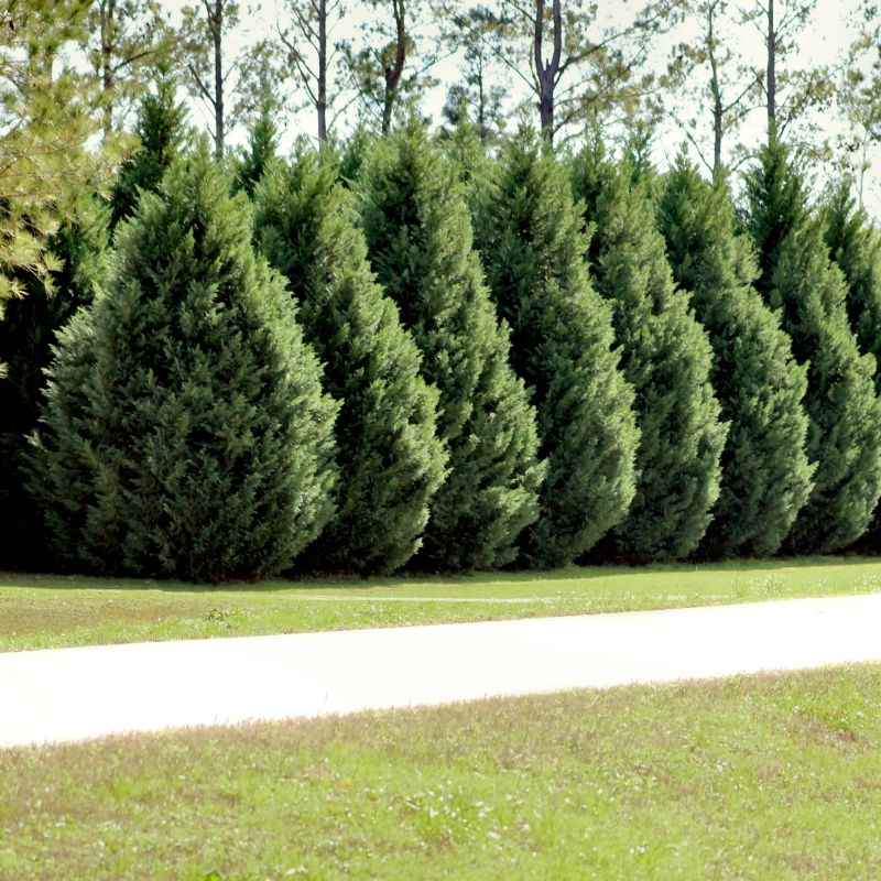 15 Leyland Cypress Tree Unrooted Cuttings 6-7" | Cupressus × leylandii, Privacy Hedge, Fast-Growing Evergreen