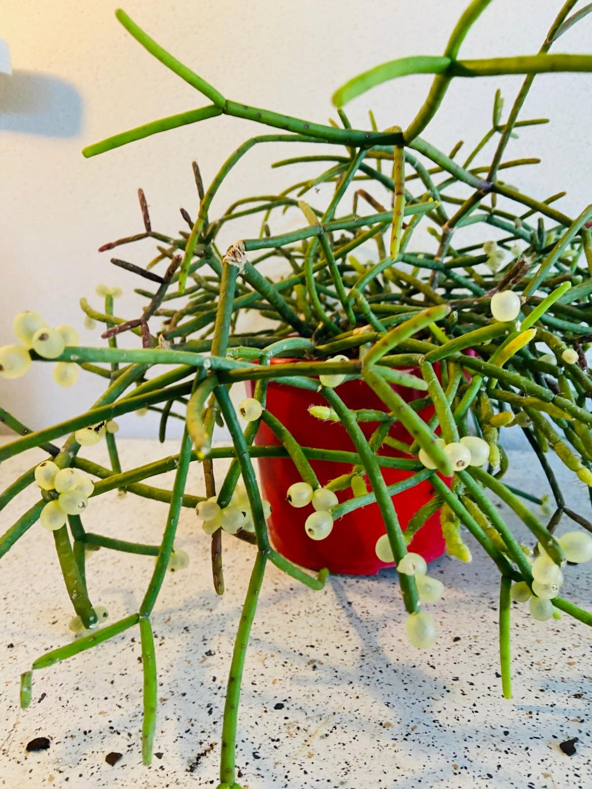 Rhipsalis cassutha Cuttings, 5 Stem Pieces, Epiphytic Cactus, Red Fruit Form, USDA Zones 10-12