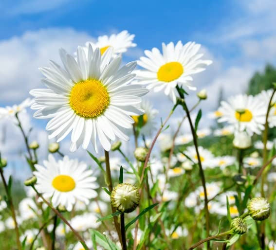 1,000 Shasta Daisy Seeds | Leucanthemum × superbum | White Perennial Flowers for Borders & Pollinator Gardens | Easy to Grow