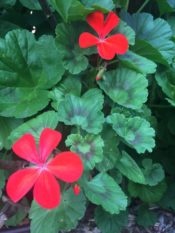 Pelargonium Zonal Geranium 4 Cuttings 6" Orange-Red Blooms Starter Plants