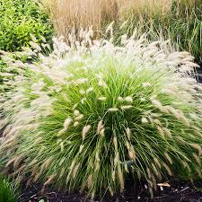 Pennisetum alopecuroides - 3 Sprouted Clumps, Fountain Grass, Zone 5-9
