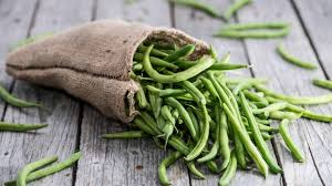 20 Seeds Provider Green Bush Bean - Phaseolus vulgaris | Heirloom Bean for Planting, Home Gardening & Fresh Vegetable Harvest