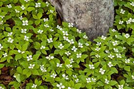Cornus canadensis Rhizomes - 2 Count - Bunchberry - Wild Harvested Alaska