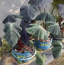 Elephant Ear Bulbs, Colocasia esculenta, 2 Live Rooted Bulbs, Tropical Foliage Plant, USDA Zones 8-11, Organic