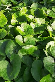 10 Wild Ginger Plants - Bare Root Asarum canadense | Native Woodland Wildflower | Shade-Loving Perennial Ground Cover