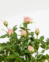 15 Organic Pink Miniature Rose Unrooted Cuttings - 6" for Grafting or Rooting, Rosa 'Fairy', Organic, Perfect for Garden or Pot