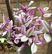 Tradescantia Nanouk Cuttings, 3 Unrooted Stems, Pink Variegated Foliage, Trailing Plant, USDA Zones 9-12