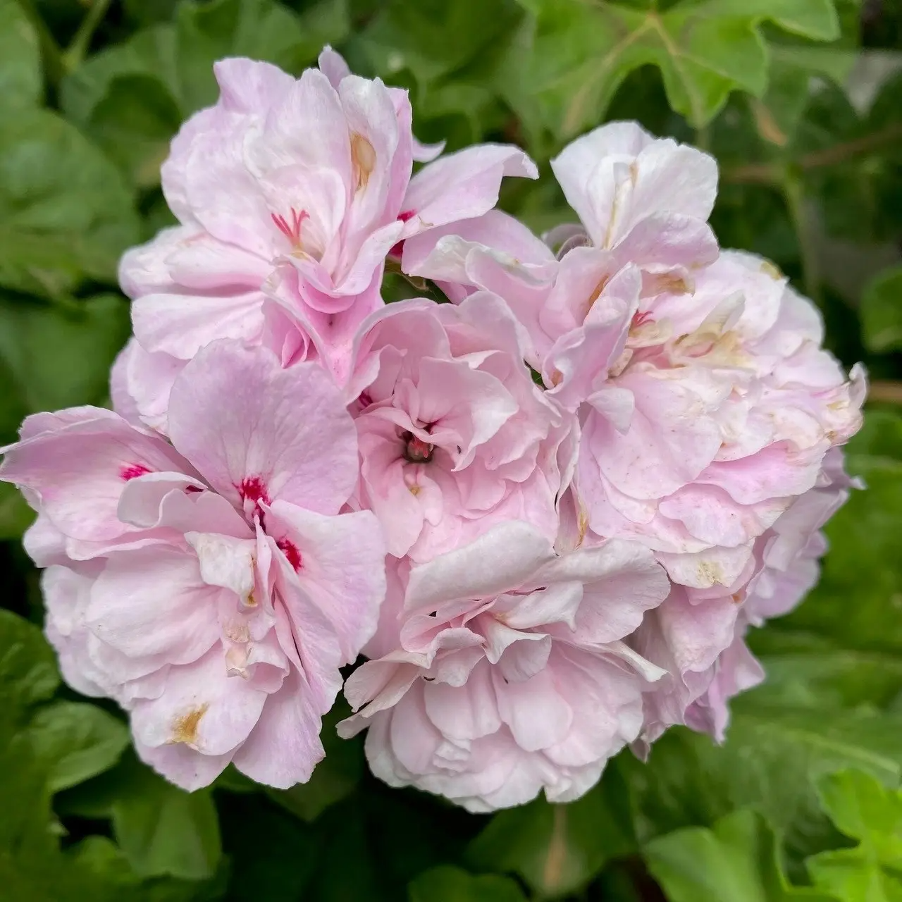 Pelargonium Peltatum 2 Cuttings 6" White-Pink Ivy Geranium Trailing Plant