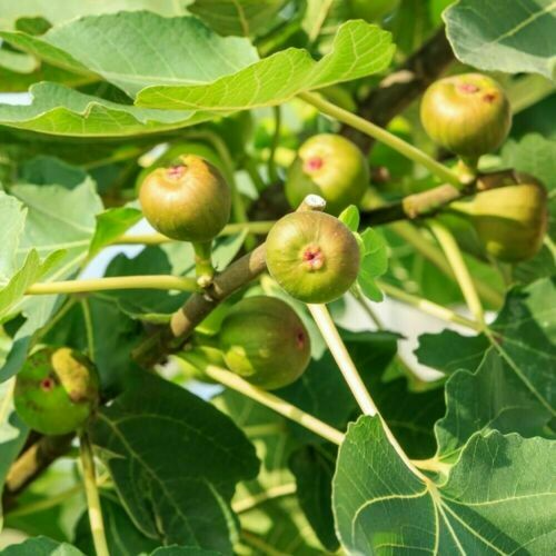 Desert King Fig Cuttings - 5 Pcs + FREE Willow Water, Sweet Honey Fruit, Self-Fertile, Zones 7-10, Fast-Growing, Rain-Resistant Variety