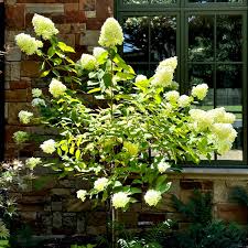 Limelight Hydrangea Cuttings (6) - Rooted 6-10 Inch - Paniculata Shrub - Zones 3-8