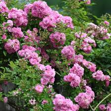 Peggy Martin Rose Cuttings - 5 Pack - 7-8" Thornless Climber - Disease Resistant - Spring/Fall Blooms - - Fast Grower