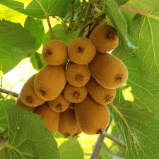 Hardy Kiwi Cuttings - 8 Live Hardwood Cuttings (Geneva3, Anna, Issai, Meader), Actinidia arguta