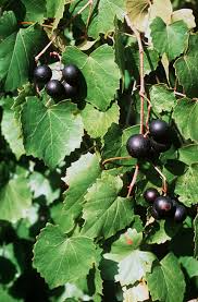 Muscadine Grape Vine Cuttings, Vitis rotundifolia, 12 Live Clippings, Native Fruit Vine, USDA Zones 7-10