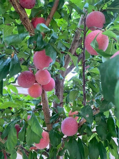 Sweet Pluerry Scions (5) - Plum x Cherry Hybrid - 3-6" Grafting Cuttings w/3-5 Buds - Fruit Tree Propagation