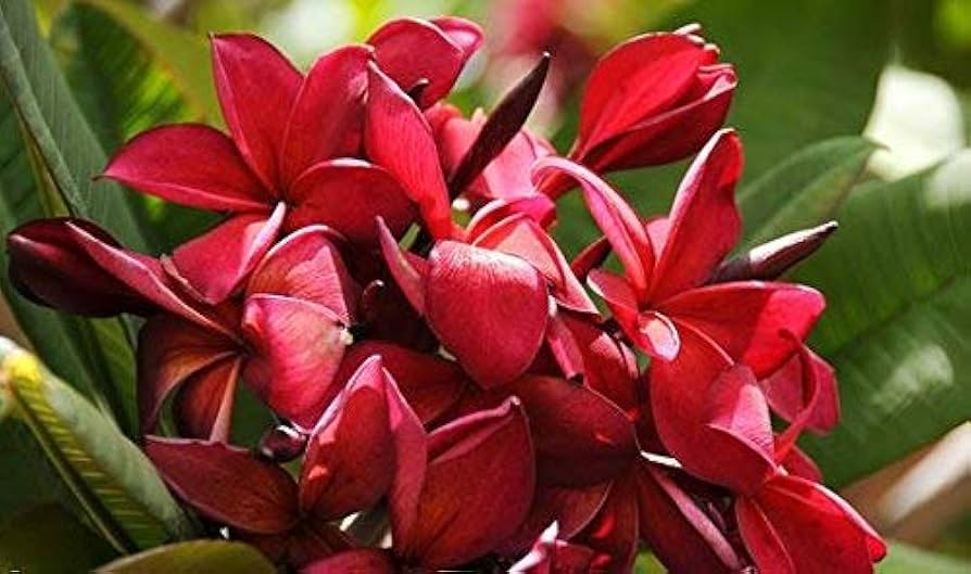2 Plumeria Wildfire Red Cuttings - Rare Unrooted, 9-12 inches Tall, Fragrant Flowering Plant, Tropical, Frangipani, Live Plant Cuttings