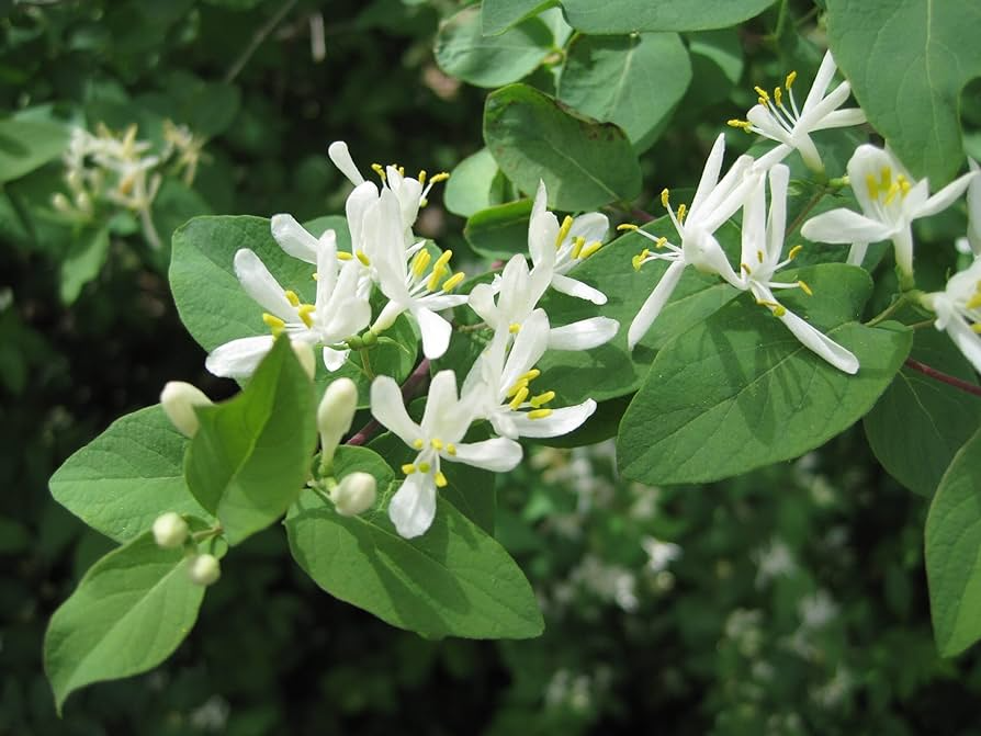 50 European Fly Honeysuckle Vine Seeds, Native Perennial White Honeysuckle Bush (Lonicera xylosteum), Hardy Vine for Garden & Landscaping