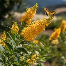 Buddleia Live Plant, Yellow Butterfly Bush, Buddleja davidii, Deciduous Shrub, USDA Zones 5-9, Fragrant Blooms