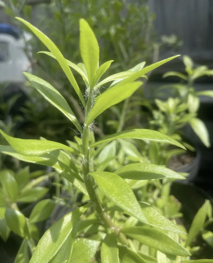 Pereskiopsis Cuttings, 10 Grafting Stock Stems, 2-4" Length, Fast-Growing Cactus Rootstock, USDA Zones 10-12