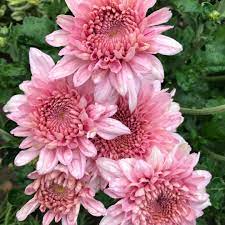 Pink Chrysanthemum Starter Plant Bare Root Early Bloom Variety USDA Zones 5-9