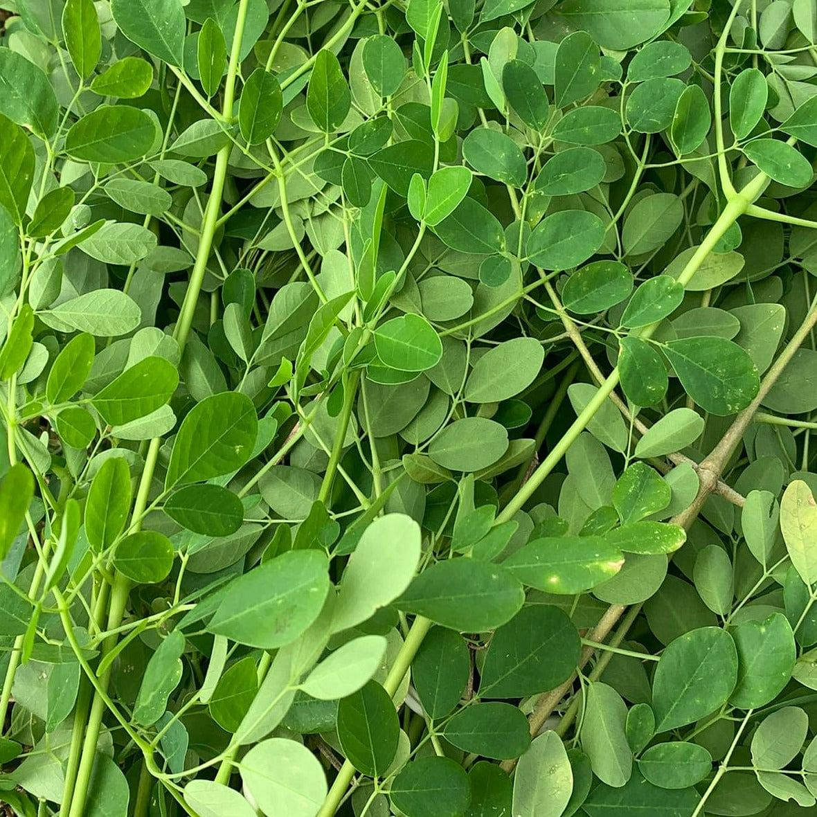 Moringa Oleifera Cuttings - 5 Count - Organic - Grown in Florida