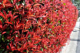 Photinia x Fraseri Cuttings - 10 Count - Red Tip Shrub - Evergreen Hedge Plant