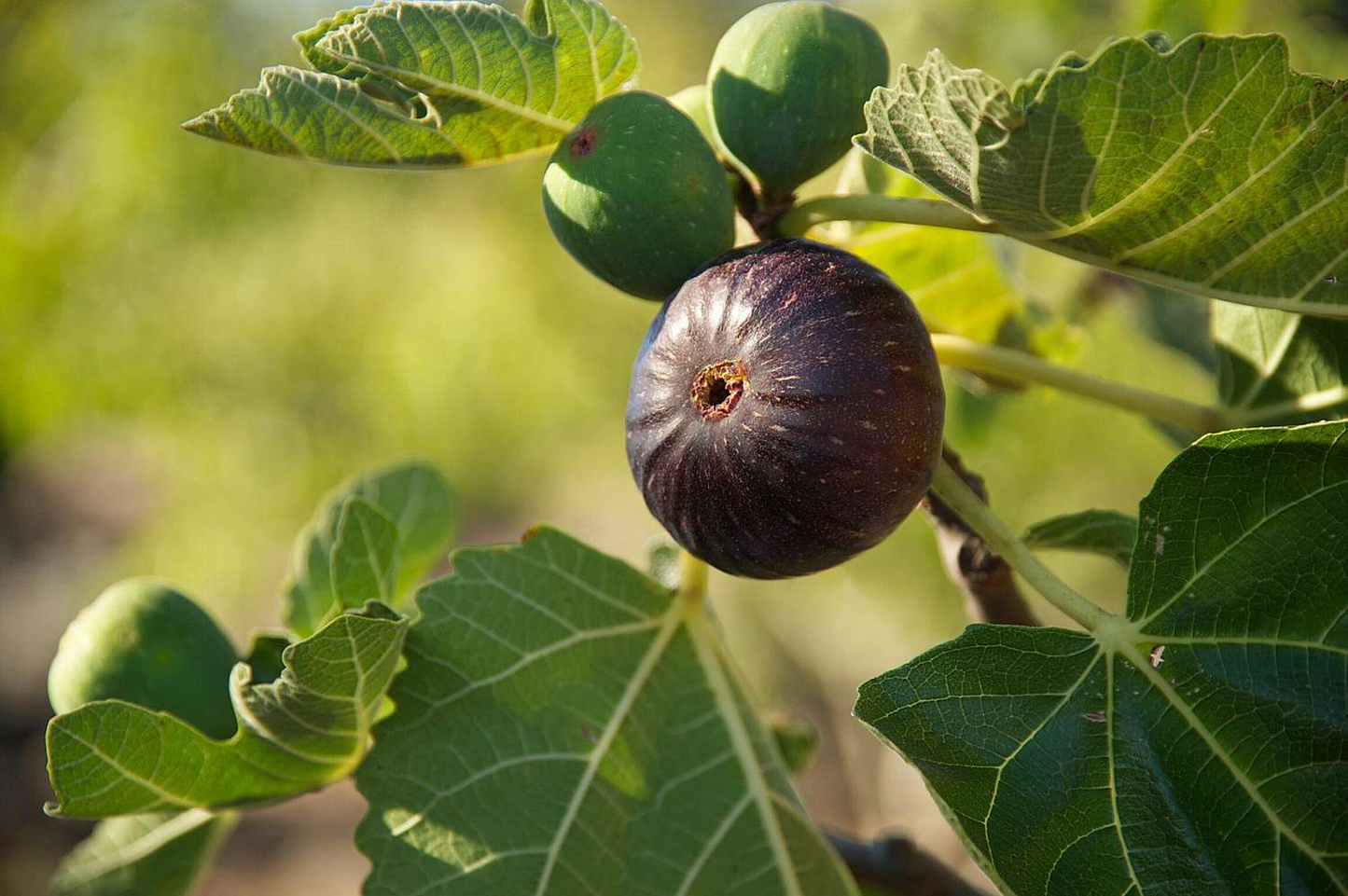 Violetta Fig Tree Cuttings, Cold Hardy, Large Sweet Fruit, USDA Zones 7-10, Propagation Ready, Vigorous Grower