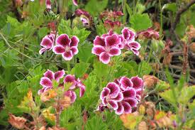 Regal Geranium Cuttings (3) - Pelargonium - 5-8" Unrooted - Full Sun
