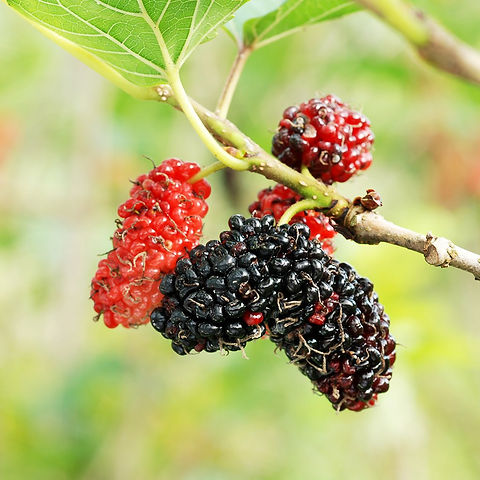Red Mulberry Tree Cuttings - 12 Pack - Morus rubra - Fast Growing Fruit Tree - Wildlife Favorite -