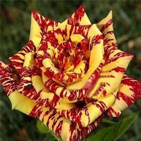 20 Dragon Tiger Rose Seeds - Rare Striped Rose Variety - Exotic Red & Yellow Blooms - Fragrant Perennial - Easy to Grow