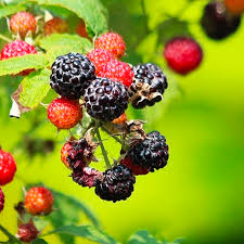 5 Cumberland Black Raspberry Plants - Rubus occidentalis | 1–2 Yr Old Live Fruit Shrubs | Sweet Hardy Berries for Garden & Landscape