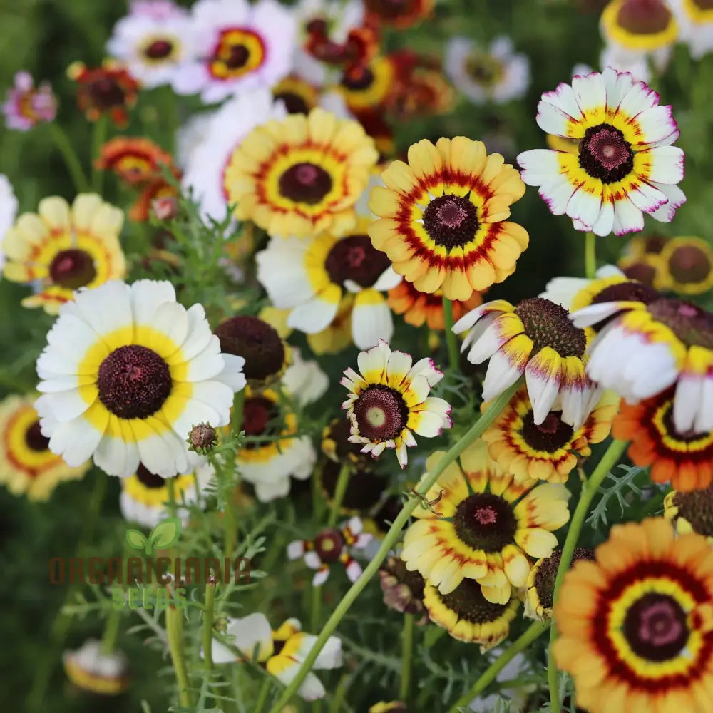 100 Painted Daisy Flower Seeds | Chrysanthemum coccineum | Colorful Perennial for Pollinator Gardens & Borders | Non-GMO