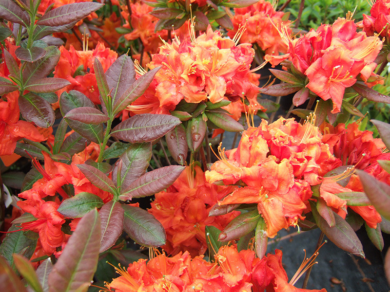 Fireball Azalea Rhododendron | Well-Rooted Starter Plant | Deciduous Shrub | Red Blooms | Outdoor Landscape Plant