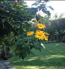 Mexican Sunflower Cuttings, Tithonia diversifolia, 8 Live Hardened Stems, Yellow Flowers, USDA Zones 8-11, Drought Tolerant