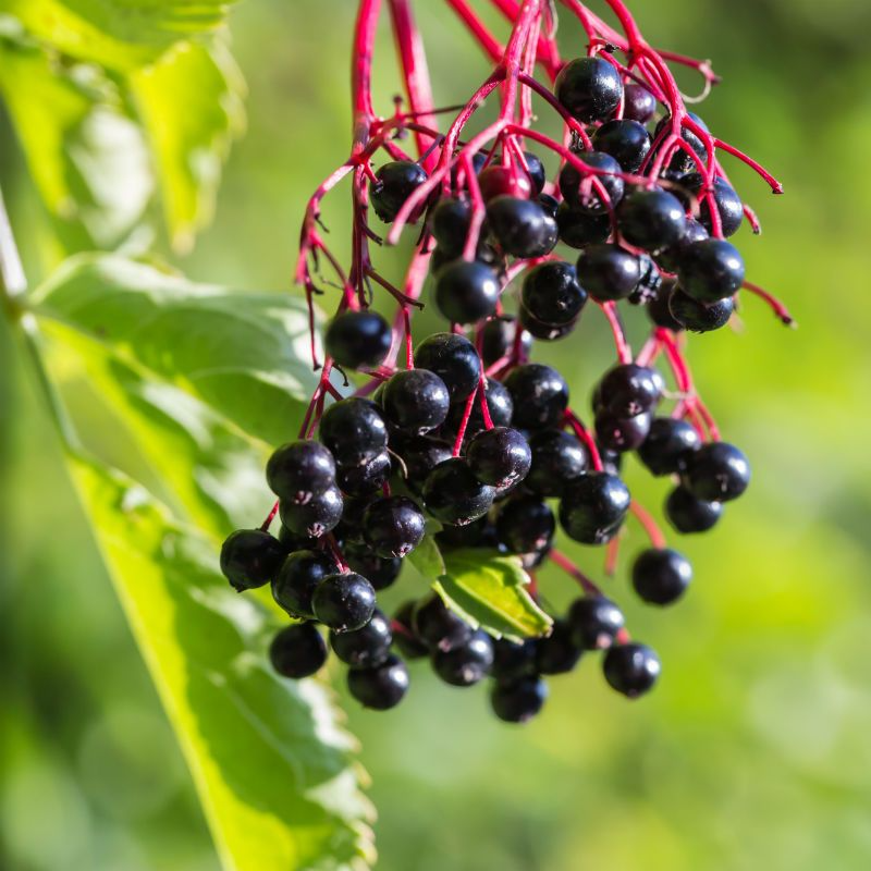 Adams Elderberry Cuttings - 12 Unrooted Stems, Fast-Growing Fruit Bush, White Flowers & Dark Blue Berries for Jams/Jelly, Zones 3-9