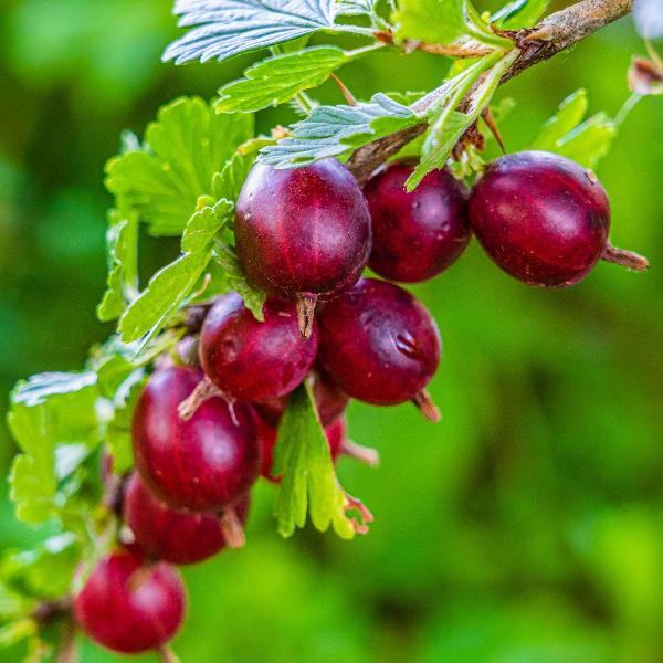 Hinnonmaki Red Gooseberry Starter Plant - Zone 3-8 Hardy, Superfood Berries, Disease Resistant, Ready to Plant, Sweet-Tart Fruit Bush