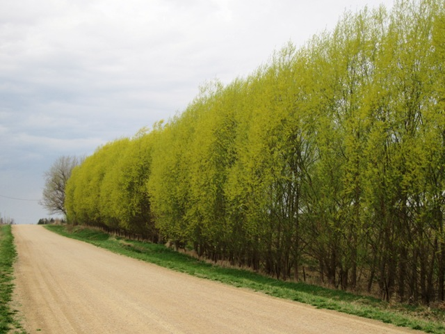 Austree Hybrid Willow Cuttings - 5 Pack - Fastest Growing Tree - Privacy Screen - 15ft/Year - Oxygen Producer - Zones 4-9