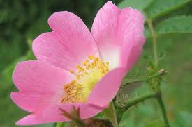 Eglantine Rose Cuttings, Rosa eglanteria, Fragrant Leaves, Edible Hips & Flowers, USDA Zones 4-9, English Garden