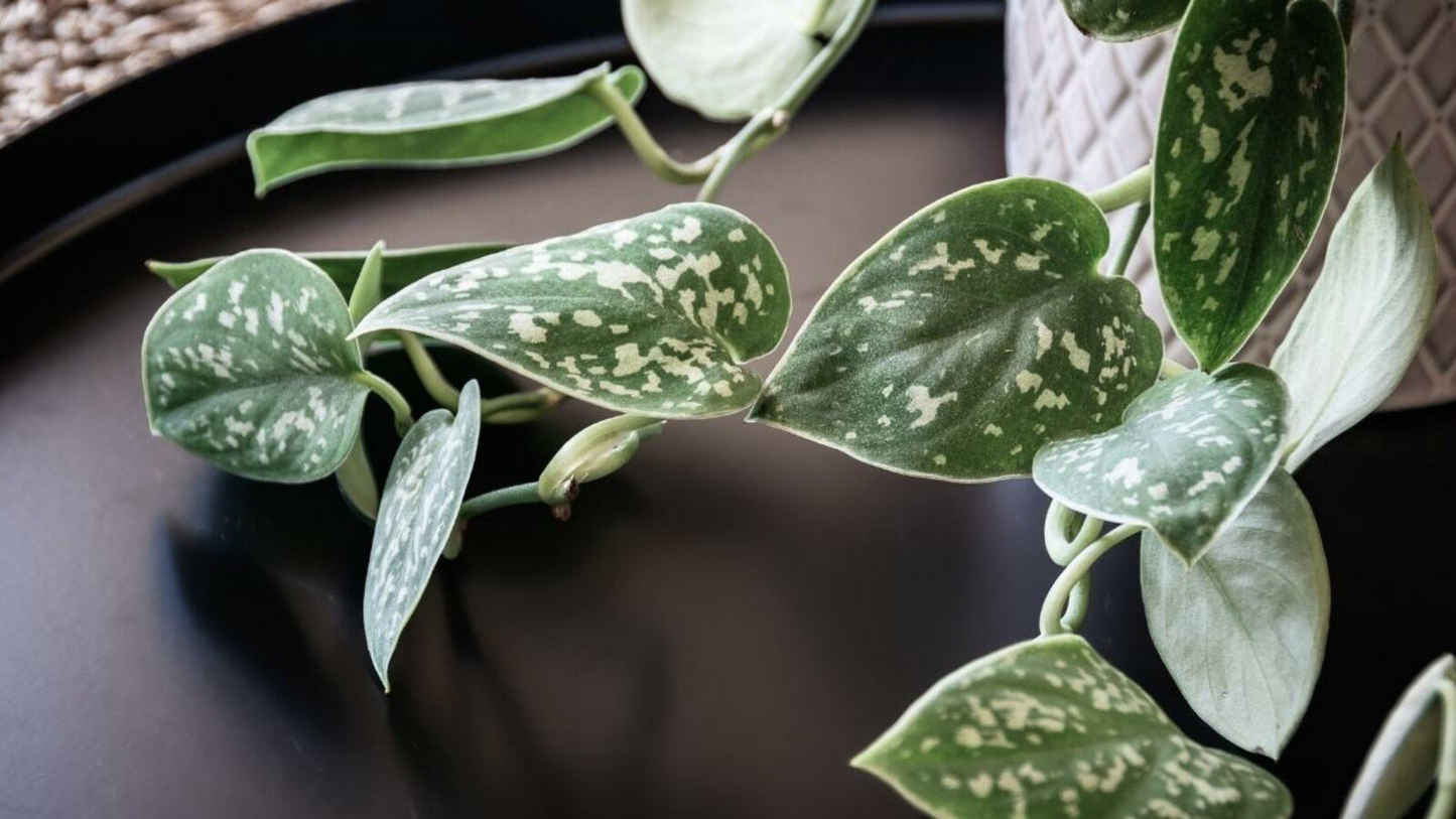 2 Rooted Scindapsus Cuttings, Satin Pothos Starter Plant, Silver Leaf Vine, Easy-Care Houseplant, Trailing or Climbing Indoor Plant