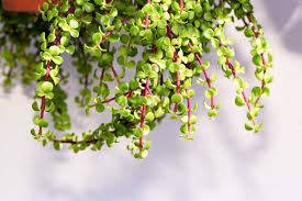 Portulacaria afra Cuttings, 15 Stem Pieces, Elephant Bush Succulent, Drought Tolerant, USDA Zones 9-11