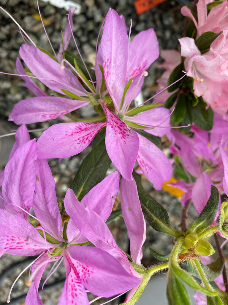 Koromo Shikibu Azalea Rhododendron - Deciduous Starter Plant, 2-8 Inches Tall